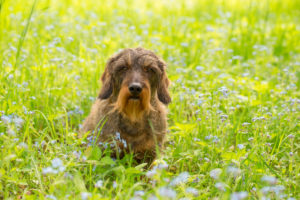 Wire-haired dachshund sits in middle of forget-me-nots flowers, spring scene Wire-haired dachshund sits in middle of forget-me-nots flowers, spring scene